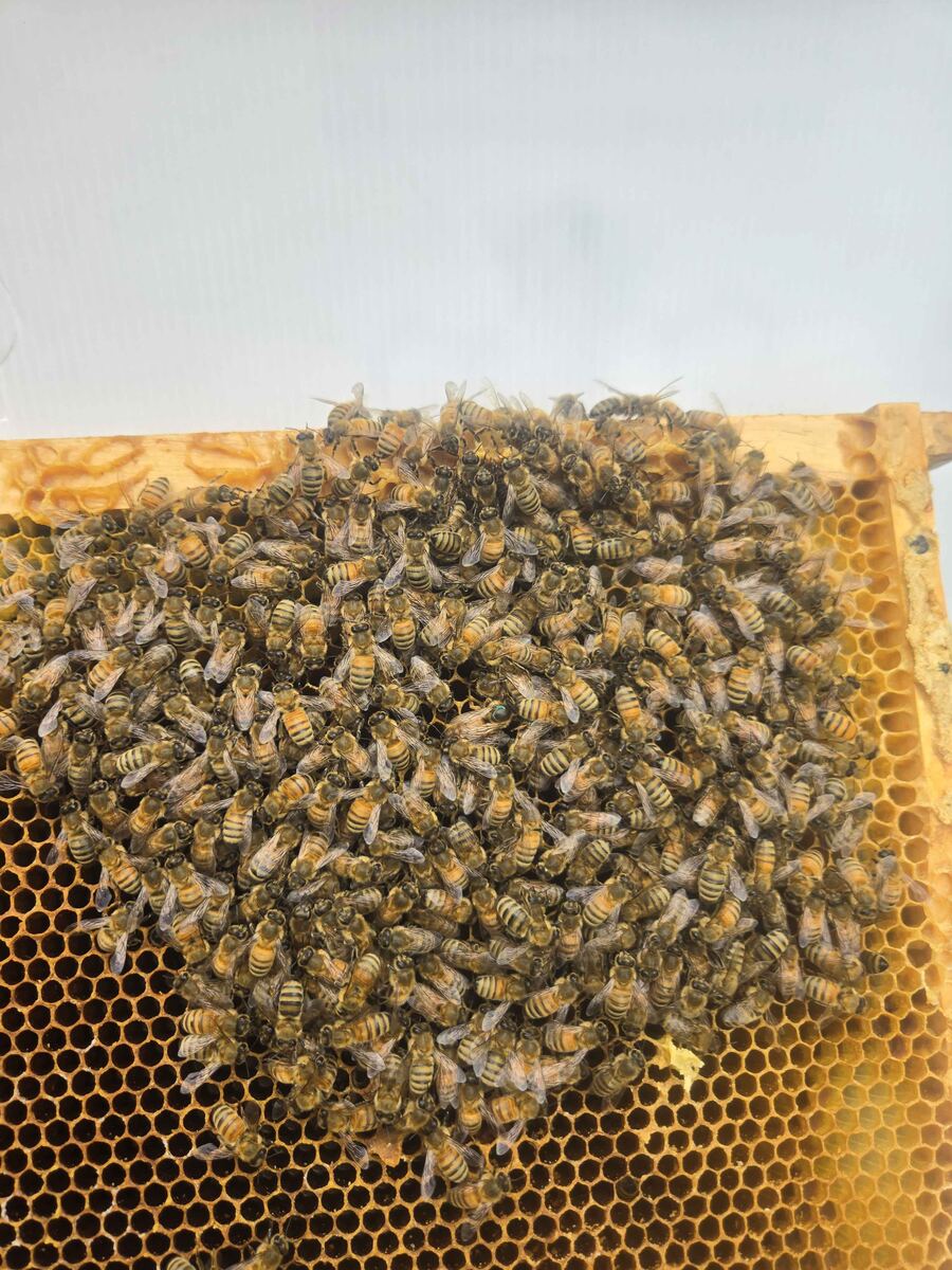 Close-up of honeybees covering a frame of honeycomb