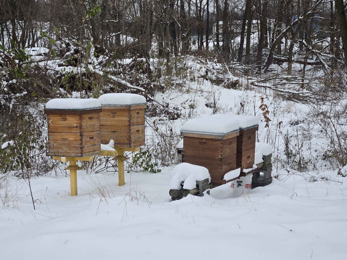 Beehive boxes covered in snow in winter
