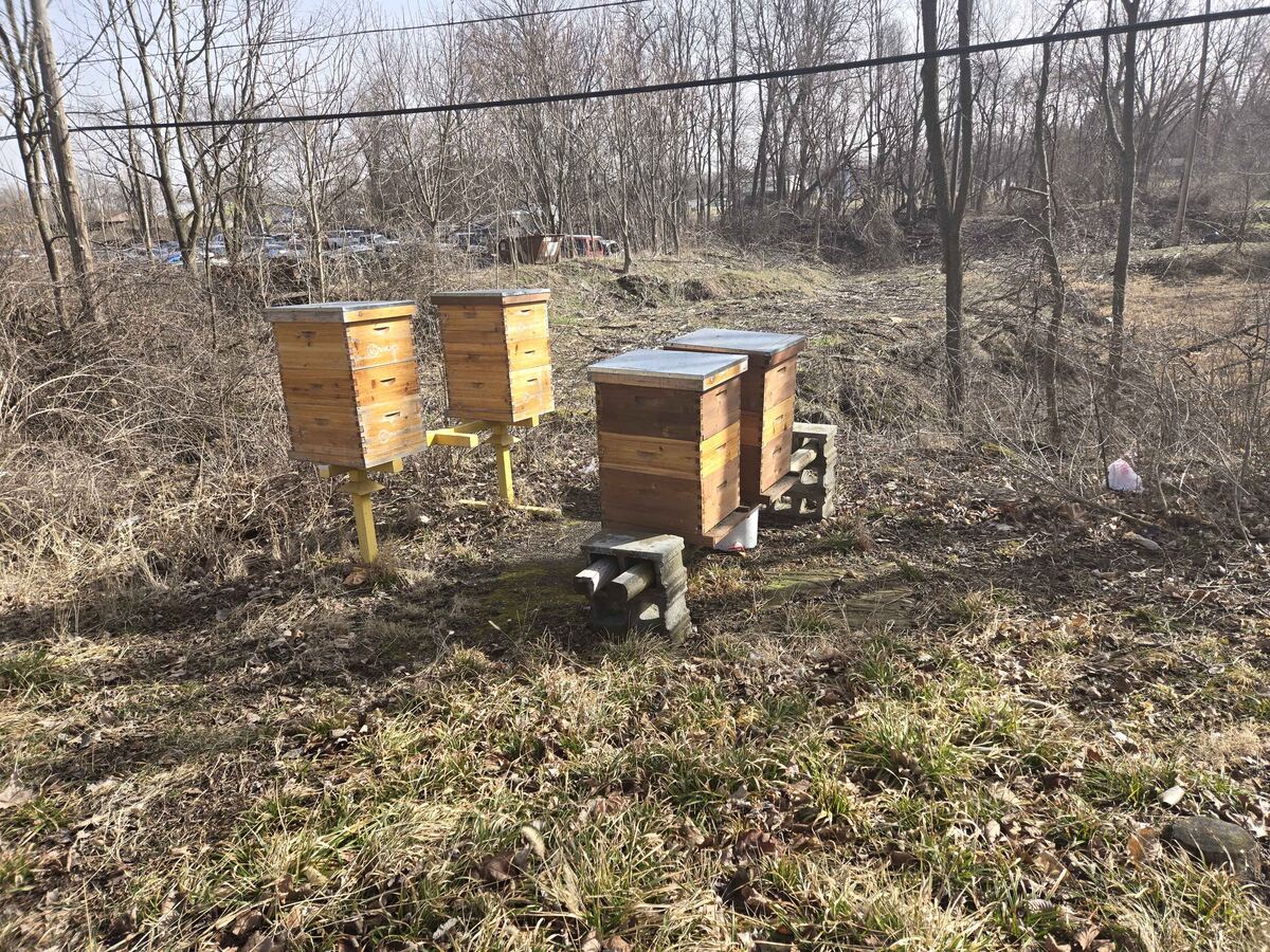 A single beehive box standing in the woods in early spring